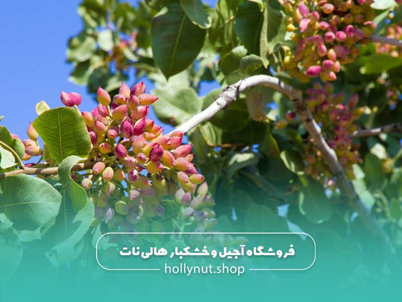 درخت پسته چند ساله بار میدهد