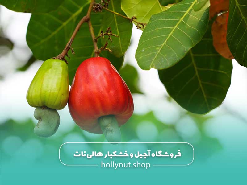 خواص بادام هندی