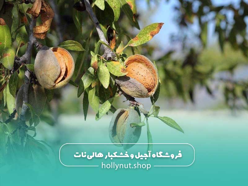 خواص بادام درختی در طب سنتی