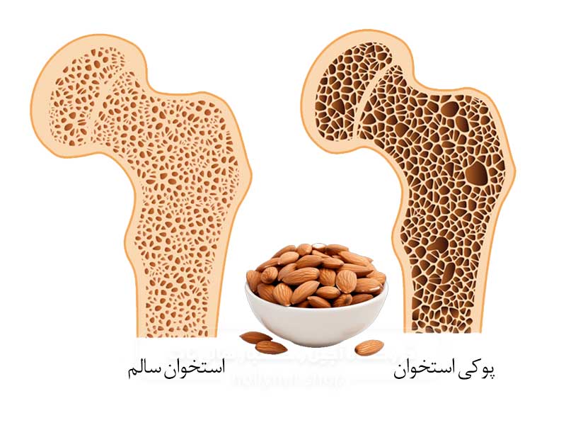 خواص بادام برای پوکی استخوان